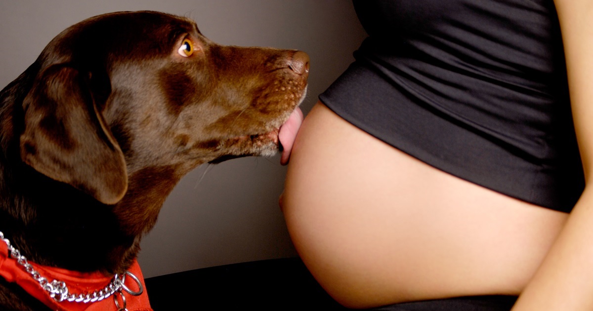 mascotas embarazo